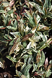 Minima Tricolor Asian Jasmine (Trachelospermum asiaticum 'Minima Tricolor') at Stonegate Gardens