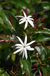 Star Jasmine (Jasminum multiflorum) at Stonegate Gardens