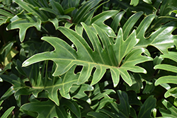 Xanadu Philodendron (Philodendron 'Winterbourn') at Stonegate Gardens
