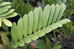 Cardboard Palm (Zamia furfuracea) at Lakeshore Garden Centres