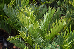Coontie (Zamia integrifolia) at Stonegate Gardens