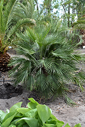 Mediterranean Fan Palm (Chamaerops humilis) at Stonegate Gardens
