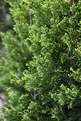 Brodie Redcedar (Juniperus virginiana 'Brodie') at Stonegate Gardens