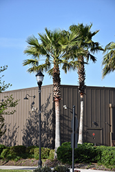 Mexican Fan Palm (Washingtonia robusta) at Stonegate Gardens