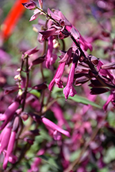 Love And Wishes Salvia (Salvia 'Ser-Wish') at Lakeshore Garden Centres