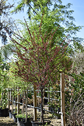 St. Luke's Plum (Prunus cerasifera 'St. Luke's') at Stonegate Gardens