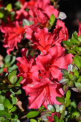 Vivid Azalea (Rhododendron 'Vivid') at Lakeshore Garden Centres