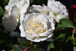 Prosperity Rose (Rosa 'Prosperity') at Lakeshore Garden Centres