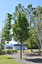 Javelin Ornamental Pear (Pyrus 'NCPX1') at Lakeshore Garden Centres