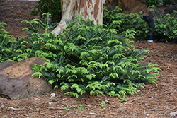 Prostrate Japanese Plum Yew (Cephalotaxus harringtonia 'Prostrata') at Stonegate Gardens