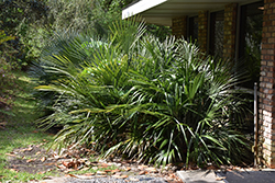 Needle Palm (Rhapidophyllum hystrix) at Stonegate Gardens