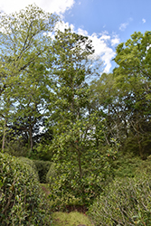 Loblolly Bay (Gordonia lasianthus) at Stonegate Gardens