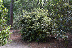 Eleador Silverberry (Elaeagnus x ebbingei 'Eleador') at Stonegate Gardens