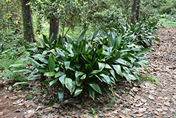 Cast Iron Plant (Aspidistra elatior) at Lakeshore Garden Centres