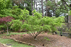 Omure Yama Japanese Maple (Acer palmatum 'Omure Yama') at Lakeshore Garden Centres