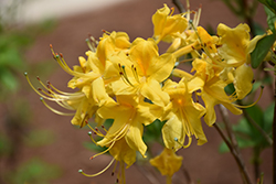 Sunny Side Up Azalea (Rhododendron 'Sunny Side Up') at Stonegate Gardens