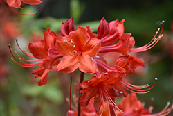 Radiant Red Azalea (Rhododendron 'Radiant Red') at Stonegate Gardens