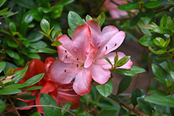 Kinpai Azalea (Rhododendron 'Kinpai') at Stonegate Gardens