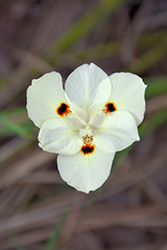 Bicolor African Iris (Dietes iridioides 'Bicolor') at Stonegate Gardens