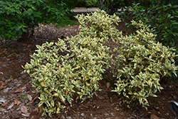 Variegated Gardenia (Gardenia jasminoides 'Variegata') at Stonegate Gardens