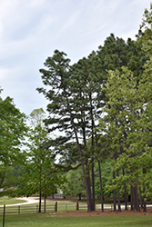 Longleaf Pine (Pinus palustris) at Lakeshore Garden Centres