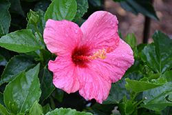 Cayman Wind Hibiscus (Hibiscus rosa-sinensis 'Cayman Wind') at Stonegate Gardens