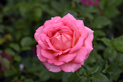 Jubilee Celebration Rose (Rosa 'Aushunter') at Lakeshore Garden Centres