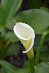 Large White Calla Lily (Zantedeschia aethiopica 'Large White') at Stonegate Gardens