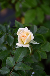 Bridal Sunblaze Rose (Rosa 'Meilmera') at Stonegate Gardens