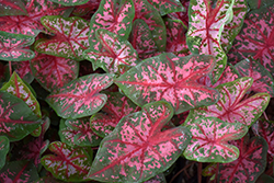 Carolyn Whorton Caladium (Caladium 'Carolyn Whorton') at Stonegate Gardens