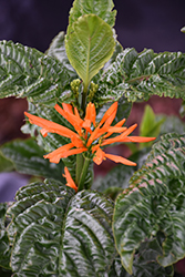 Orange Flame Justicia (Justicia chrysostephana) at Stonegate Gardens