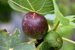 Brown Turkey Fig (Ficus carica 'Brown Turkey') at Lakeshore Garden Centres