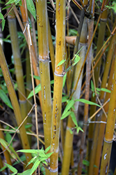 Fernleaf Bamboo (Bambusa multiplex 'Fernleaf') at Stonegate Gardens
