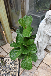 Fiddle Leaf Fig (Ficus lyrata) at Lakeshore Garden Centres