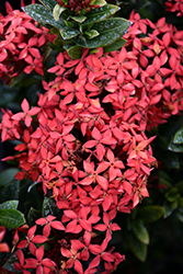 Flame of the Woods (Ixora coccinea) at Stonegate Gardens