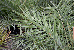 Sylvester Date Palm (Phoenix sylvestris) at Stonegate Gardens