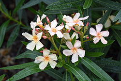 Angiolo Pucci Oleander (Nerium oleander 'Angiolo Pucci') at Stonegate Gardens
