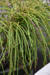 Whipcord Arborvitae (Thuja plicata 'Whipcord') at Stonegate Gardens