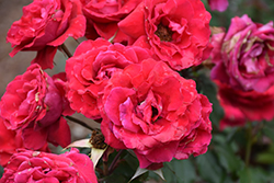 Polonaise Rose (Rosa 'Polonaise') at Stonegate Gardens