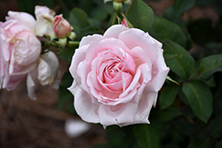 Quietness Rose (Rosa 'Quietness') at Lakeshore Garden Centres