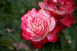 Cherry Parfait Rose (Rosa 'Cherry Parfait') at Stonegate Gardens