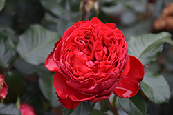Traviata Rose (Rosa 'Meilavio') at Stonegate Gardens