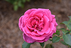 Miranda Lambert Rose (Rosa 'TEXmirlam') at Lakeshore Garden Centres