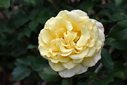 Sunny Sky Rose (Rosa 'KORaruli') at Stonegate Gardens