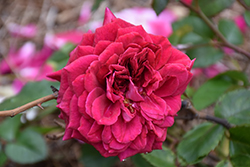 Eleganza Gypsy Soul&Trade; Rose (Rosa 'KORvuebell') at Lakeshore Garden Centres