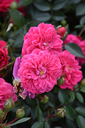 Vigorosa Roxy Rose (Rosa 'KORsineo') at Lakeshore Garden Centres