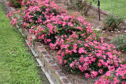 Pink Drift Rose (Rosa 'Meijocos') at Stonegate Gardens