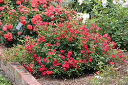 Red Drift Rose (Rosa 'Meigalpio') at Stonegate Gardens