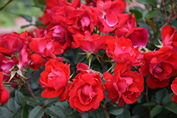 Kardinal Kolorscape Rose (Rosa 'KORsixkono') at Lakeshore Garden Centres
