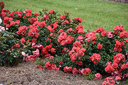 Coral Drift Rose (Rosa 'Meidrifora') at Lakeshore Garden Centres